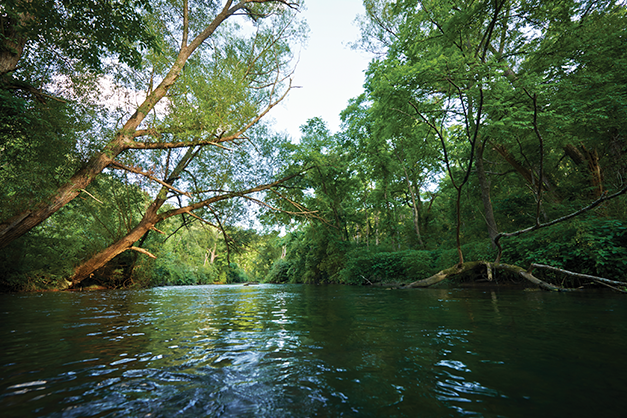 Scenic river through the forest